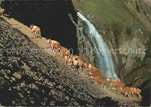 Adelboden Alpaufzug Engstligenalp Wasserfall Kuehe Kat. Adelboden