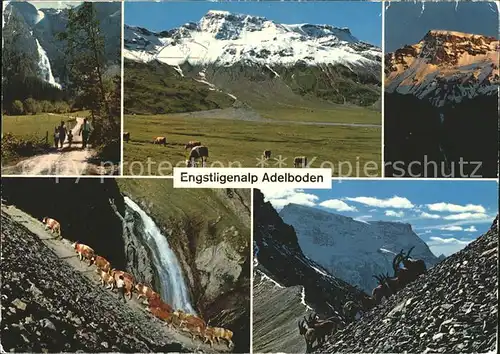 Adelboden Engstligenalp Kuehe Ziege Kat. Adelboden