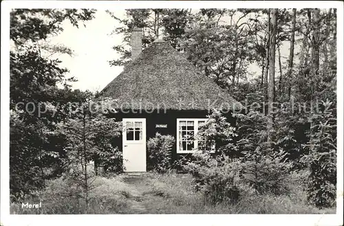 Ommen Overijssel Merel Limra Kat. Ommen