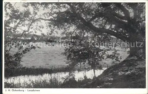 Loosduinen Uferpartie am Bach Alter Baum