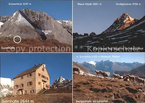 Salmhuette Schwerteck Blaue Koepfe Grossglockner Bergschafe 