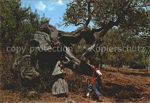 Mallorca Olivo Milenario Kat. Spanien