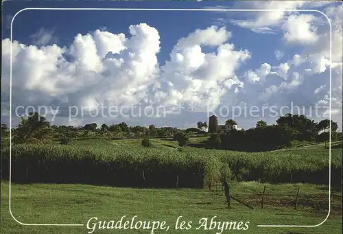 Les Abymes Champs de cannes a sucre Zuckerrohrfelder