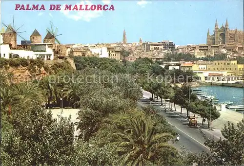 Mallorca Seeallee Dom Kat. Spanien