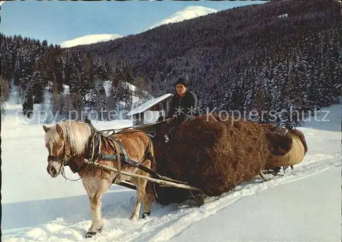 Oesterreich Haflinger Heuschlitten Winter Kat. Oesterreich