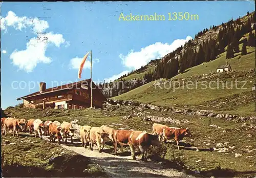 Landl Thiersee Jausenstation Ackernalm Kuehe Kat. Thiersee