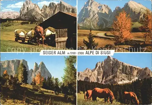 Seiser Alm Alpe di Siusi Pferd  Kat. Seis am Schlern Kastelruth Suedtirol