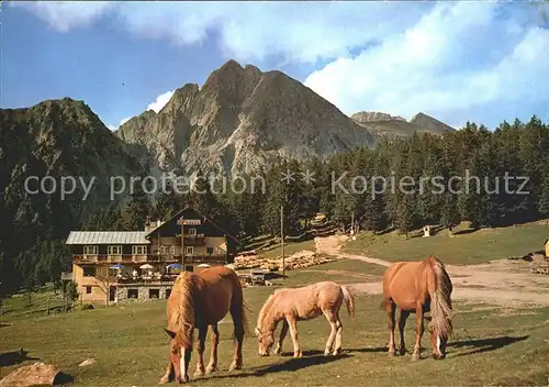Hafling Meran Gasthof Alpenrose Pferde Kat. Avelengo Suedtirol