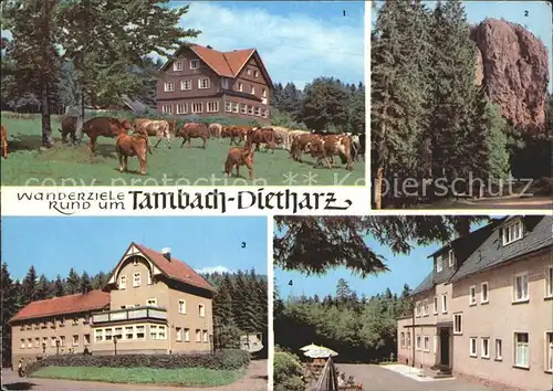 Dietharz Tambach Berghotel Ebertswiese Falkenstein Rodebachmuehle HOG Waldbaude Kuehe Kat. Tambach Dietharz