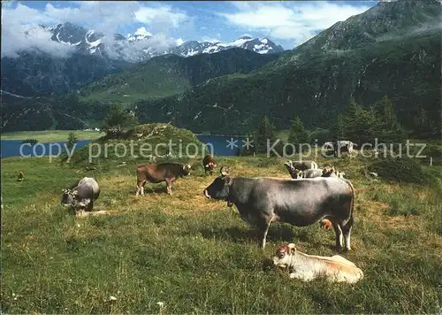 Spluegen GR Raetisches Grauvieh Alpen Kat. Spluegen