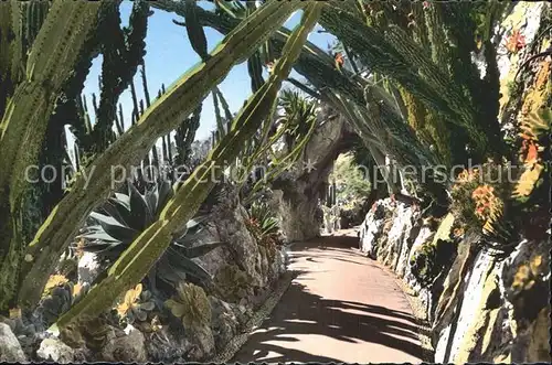 Monaco Jardin Exotique Allee Cereus  Kat. Monaco