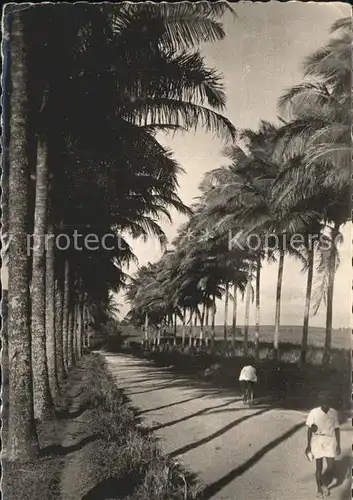 Guadeloupe Allee de Cocotiers Sainte Rose Kat. Guadeloupe