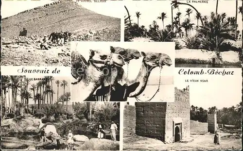 Colomb Bechar Camele Ksar Kat. Algerien