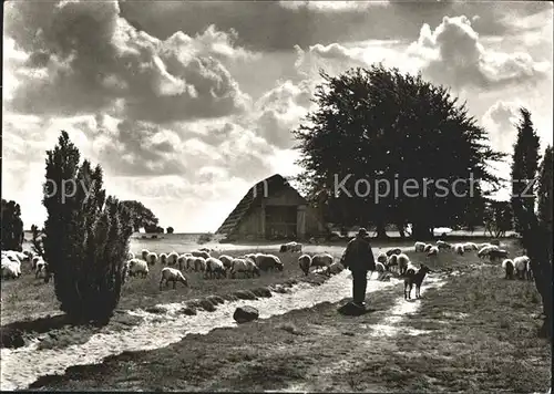 Wilsede Lueneburger Heide Alter Schafstall Heidschnucken Kat. Bispingen