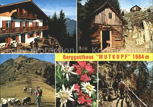 Dorf Tirol Berggasthaus Mutkopf Naturpark Texelgruppe Wanderweg Schafe Alpenflora Kat. Tirolo