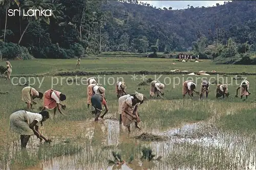 Sri Lanka Feldarbeiter Kat. Sri Lanka