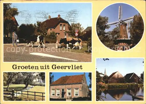 Geervliet Kuehe Windmuehle Kat. Geervliet