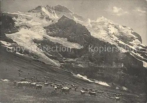 Berner Oberland Die Jungfau Kat. Grindelwald