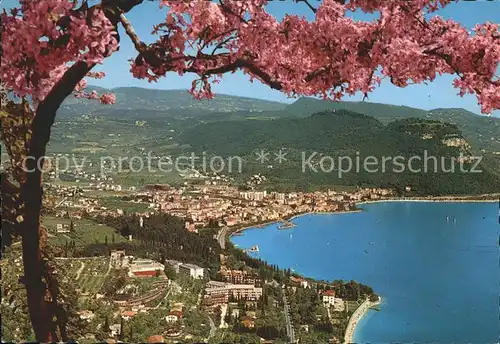 Garda Panorama Gardasee Baumbluete Kat. Lago di Garda 