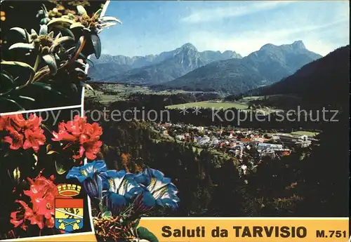 Tarvisio Panorama Alpenflora