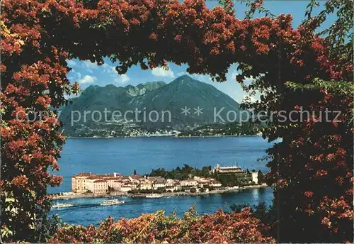 Isola Bella Rosenbusch Durchblick zur Insel Kat. Lago Maggiore