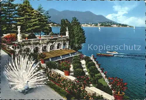 Isola Bella Giardino Pfau Gardasee Kat. Lago Maggiore