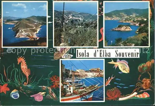 Isola d Elba Panorama Hafen Meerestiere Kat. Italien