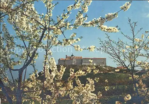 Montecassino Kloster Baumbluete Kat. 