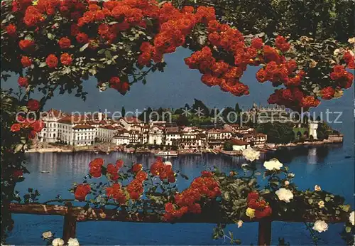 Isola Bella Insel Rosenbusch Kat. Lago Maggiore