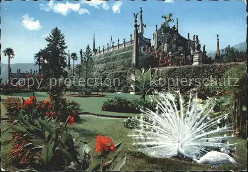 Isola Bella Giardini Gaerten Pfau Kat. Lago Maggiore