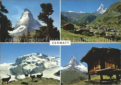 Zermatt VS Matterhorn Gemsen Berghuette Walliser Alpen Kat. Zermatt