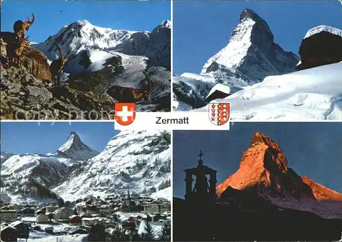 Zermatt VS mit Blick zum Matterhorn Walliser Alpen Gemsen Kat. Zermatt
