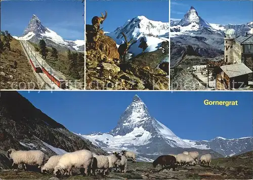 Zermatt VS Gornergratbahn Steinwild Kulmhotel Gornergrat Matterhorn Walliser Alpen Schafe Kat. Zermatt