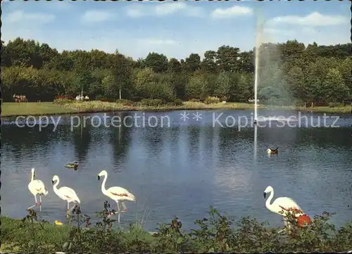 Rheinhausen Duisburg Flamingoteich im Volkspark Fontaene Kat. Duisburg