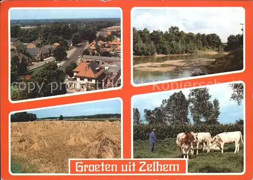 Zelhem Teilansichten Viehweide Kat. Gelderland