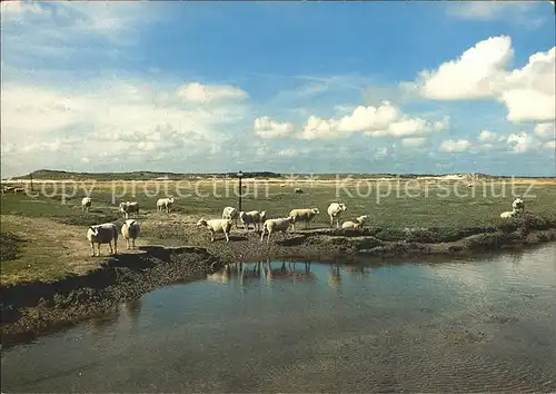 Texel Schafe Kat. Niederlande