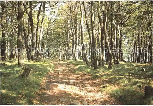 Gory Sowie Eulengebirge Waldpartie
