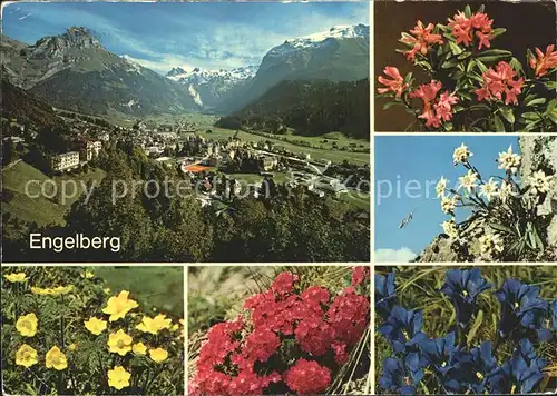 Engelberg OW Ortsansicht Berge Enzian Edelweiss Trollblume Kat. Engelberg