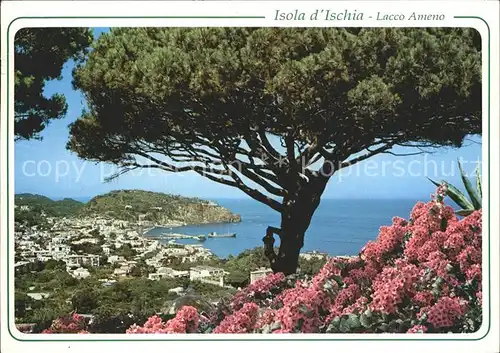 Isola d Ischia Panorama Pinien Meer Kat. Golfo di Napoli