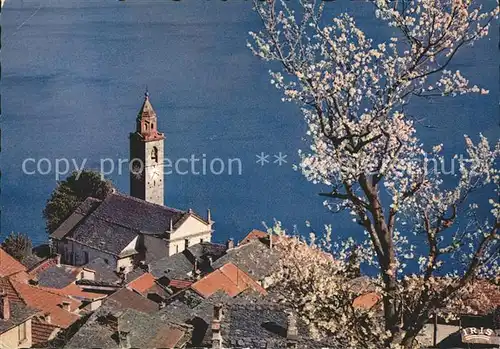Ronco sopra Ascona Blick auf Kirche Lago Maggiore Baumbluete