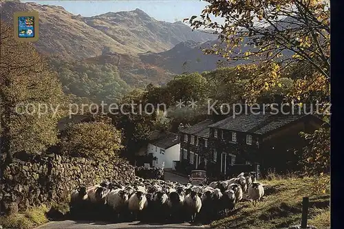 Borrowdale Drivine Sheep / Grossbritannien /