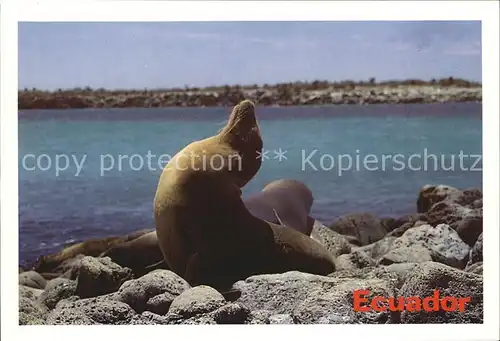 Ecuador Galapagos Sea Lions Kat. Ecuador