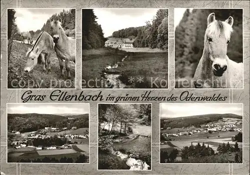 Gras Ellenbach Odenwald Pferde Kat. Grasellenbach