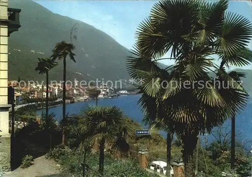 Cannobio Lago Maggiore Panorama Palmen Kat. Italien