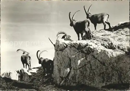 Steinbock Wildhauser Schafberg Obertoggenburg Kat. Tiere