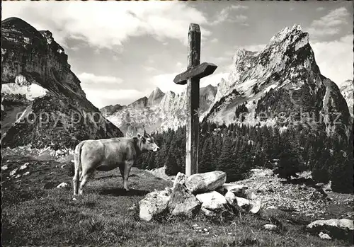 Kuehe Furgglenalp Altmann Widderalpstock  Kat. Tiere