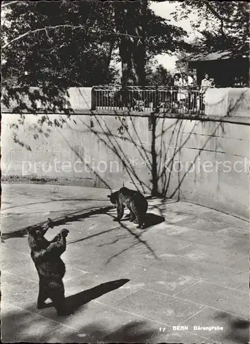 Baeren Baerengraben  Kat. Tiere