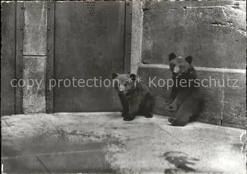 Baeren Bern Baerengraben  Kat. Tiere