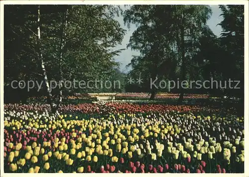 Gartenbauaustellung Hamburg Tulpenbluete Kat. Expositions