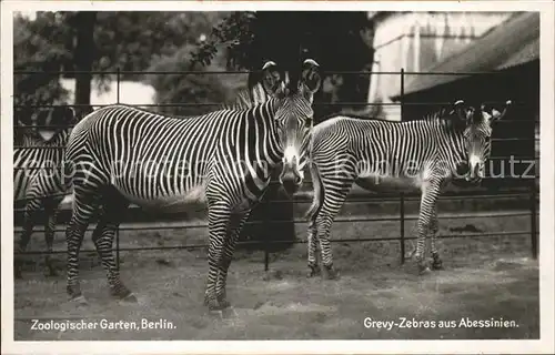 Zebra Zoologischer Garten Berlin Grevy Zebras aus Abessinien Kat. Tiere